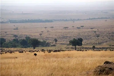 สายเรือขนส่งสินค้ามหาสมุทร